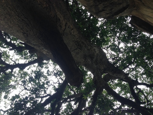 Tree picture ashram